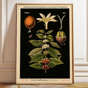 Vintage Kaffeepflanze Poster Botanische Illustration - Deutsche Schulkarte Wandkunst