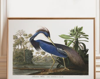 Impression héron de Louisiane : John James Audubon, oiseaux d'Amérique
