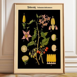 Carta botánica Impresión botánica rara Auslandische Kulturpflanzen - Póster, enmarcado y lienzo