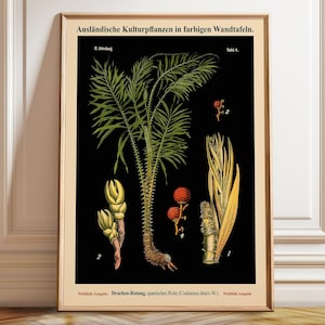 Black Botanical Print - Sugarcane Plant Decor - Vintage Plant Art - Poster, Framed, and Canvas Print