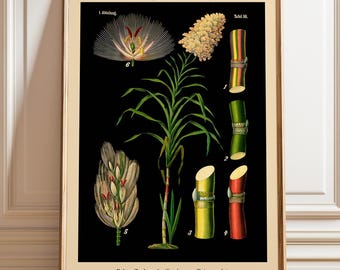 Arte mural botánico de caña de azúcar: Impresión de póster de ilustración científica de Echte Zuckerrohr