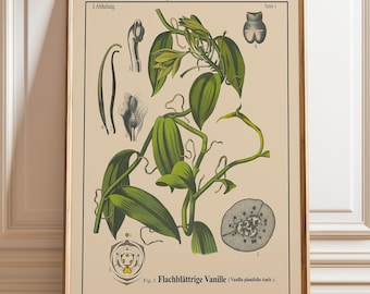 vanilla plant botanical illustration