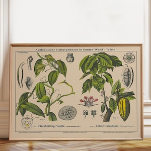 Vanilla and Cacao Botanical Print: Vintage Artist Illustration