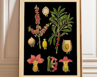 German Botanical Chart Black Henbane Print - Vintage Plant Illustration Educational Science Wall Art Poster