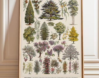 Adolphe Millot Botanical Trees Print – Antique French Tree Chart Wall Art