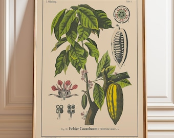 Impresión botánica del árbol del cacao: ilustración vintage de la planta de chocolate.