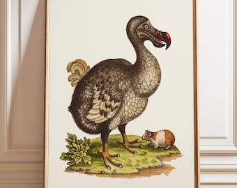 Vintage Dodo Print: Natural History Illustration