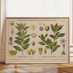 Botanical Print: Bay Tree & Lemon Tree Landscape Art