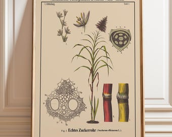 Impresión de arte mural botánico de caña de azúcar: Póster científico Echte Zuckerrohr