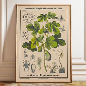 Fig Tree Botanical Drawing Rare Fig Tree Botanical Wall Art - Poster, Framed, and Canvas Print