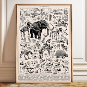 Paleontology Print: Vintage Dinosaur & Fossil Wall Art