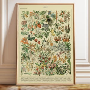 Art mural Adolph Millot représentant des fleurs colorées - Poster, cadre et impression sur toile