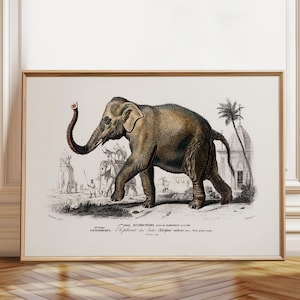 Elephant Print Vintage Elephant Poster Elephant Decor Wall Art Elephant Art Print Elephant 19th Century – Poster, Framed and Canvas Print