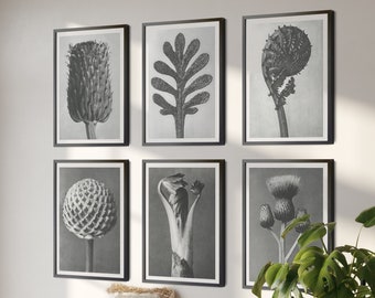 Black and White Plant Prints Karl Blossfeldt Set of 6 Botanical Photo Prints