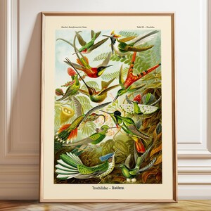 Birds Poster Unique Bird Illustration Art by Ernst Haeckel – Poster, Framed and Canvas Print