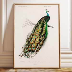 Peacock Illustration Vintage Peacock Print 1846 – Poster, Framed and Canvas Print