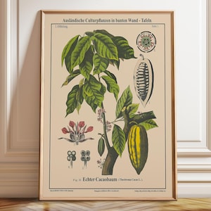Cacao Tree Botanical Wall Art Cacao Tree Chocolate - Poster, Framed, and Canvas Print