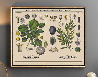 The Strychnine Tree Botanical Art and Olive Tree Botanical Plant Poster