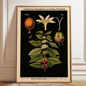 Oude schoolkaart Duitse botanische school Zwarte achtergrond Zeldzame prenten gerestaureerde kaarten Koffieposter, ingelijste en canvasafdruk