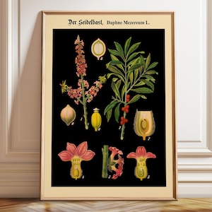 Seltene botanische Schautafel Lehrtafel Lerndruck Deutsche Schultafel Selten - Poster, Leinwanddruck und gerahmt