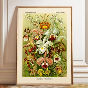 Impresión de orquídeas, arte mural de orquídeas, póster de orquídeas, ilustración de orquídeas (póster, impresión enmarcada y en lienzo)