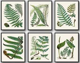 Botanical Fern Print Set of Fern Botanical Illustrations Botanic Wall Art Botanic Prints Botanical Prints Botanical Poster Set Fern Pattern