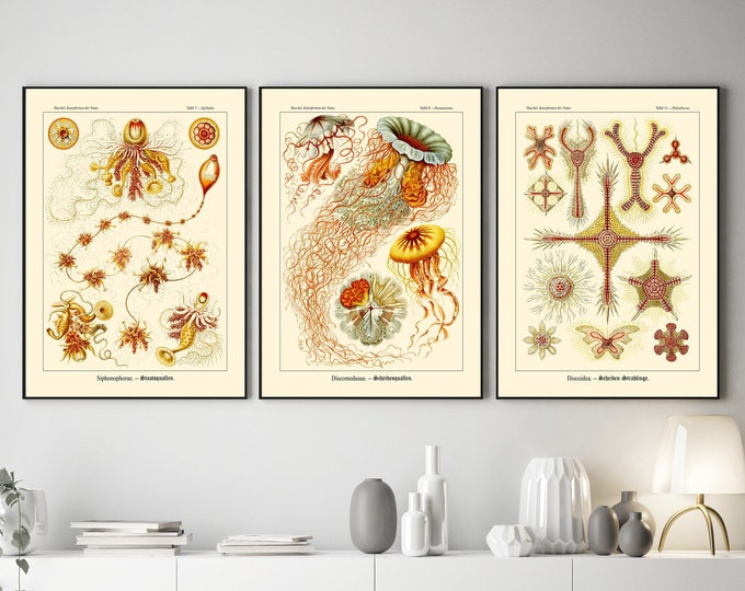 Set of 3 Marine Botanical Illustrations by Ernst Haeckel