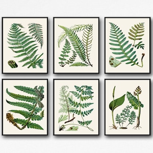 Botanischer Farn Poster Set mit Farn Botanische Illustrationen Botanische Wandkunst Botanische Wandkunst Botanische Drucke Botanische Drucke Botanische Poster Set Farn Muster
