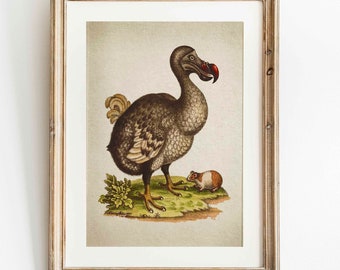 Dodo Illustration from Vintage Natural History Book Natural History Drawing Dodo Poster Dodo Wall Art Environment Poster Species Art WBOT84
