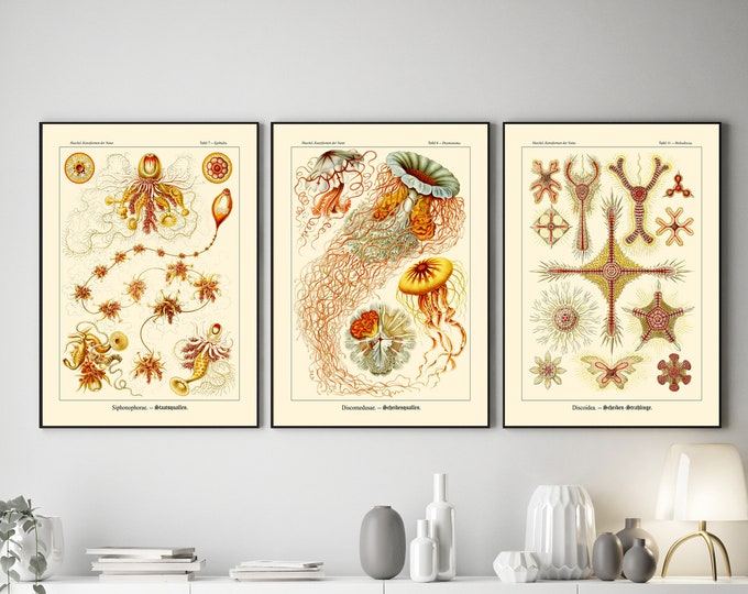 Set of 3 Marine Botanical Illustrations by Ernst Haeckel