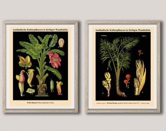 German Botanical Print Set of 2 Botanical Wall Art Prints Botany Decor WB27-36