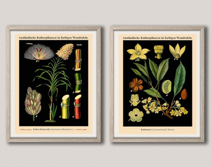 Botanical Wall Art Set of 2 Vintage German School Botanical Charts WBBOT37-38