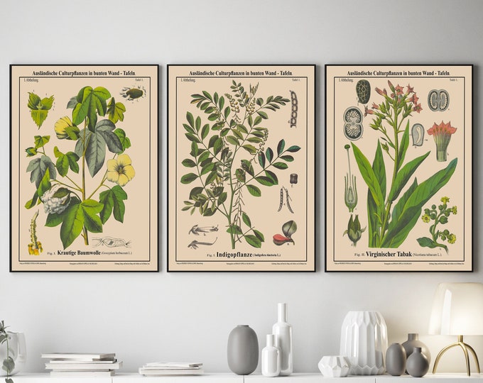 Botanical Ephemera Wall Art Set of 3 Farmhouse Botanical Illustrations Vintage Botanical Illustrations  Botanical Ephemera for Home Decor