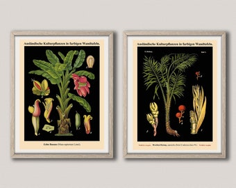 German Botanical Print Set of 2 Botanical Wall Art Prints Botany Decor WB27-36