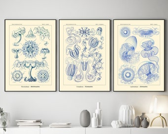 Blue Botanical Illustrations by Ernst Haeckel Blue Nature Decor Set of 3