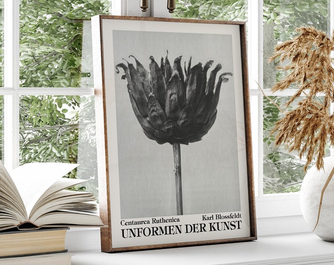 Centaurea Ruthenica Black and White Botanical Photo Print