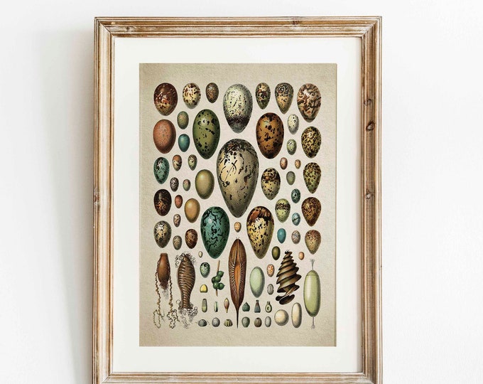 Vintage Egg Illustration Plate Egg Wall Art Egg Poster Vintage Natural History Print Egg Print Vintage Egg Botanical Egg Decor WBOT82