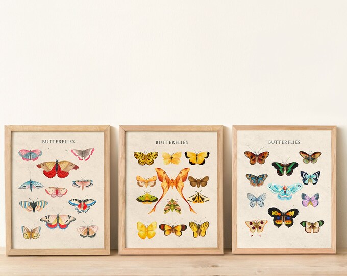 Modern Butterfly Prints Set of 3 Contemporary Natural Butterfly Designs Butterfly Wall Art Decor