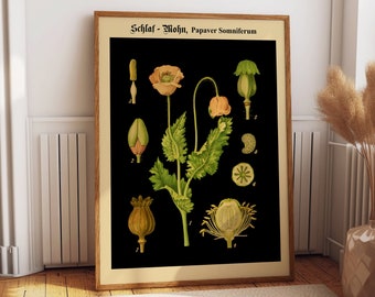 Opium Poppy Botanical Print: Vintage German Educational Chart
