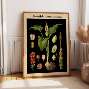 Zeldzame botanische print op zwarte achtergrond zwarte botanische kunst Duitse educatieve kaart botanische grafiek schoolkaart poster plant WB-BLBOT6