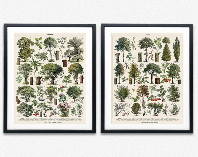 2 Piece Botanical Wall Art Set of Prints Tree Botanical Room Decor