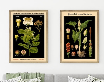 Botanical Print Set of 2 Rare Botanical Posters German Vintage Botanical Art Plant Botanical on Black Background German Art WBBLOT3-WBBLOT6