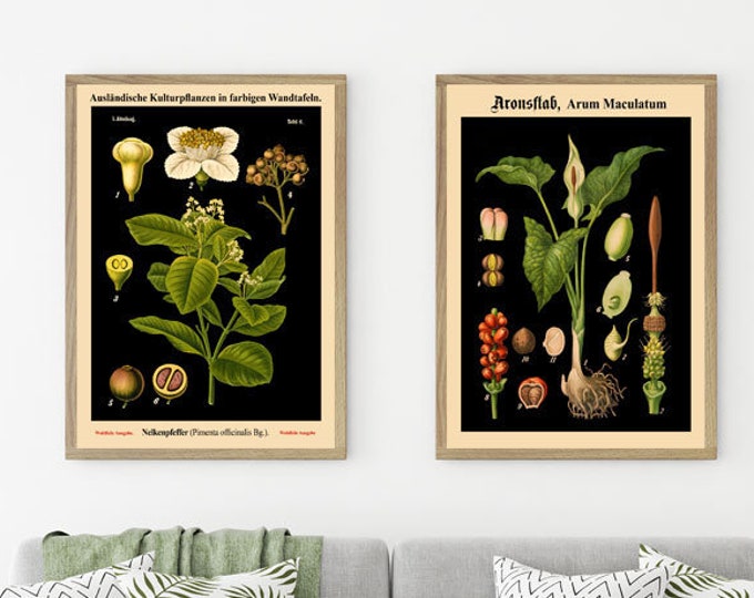 Botanical Print Set of 2 Rare Botanical Posters German Vintage Botanical Art Plant Botanical on Black Background German Art WBBLOT3-WBBLOT6