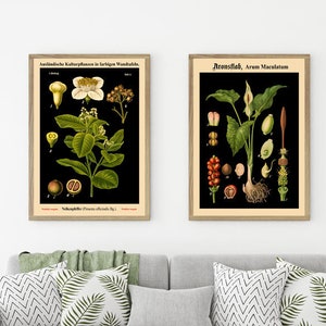 Seltener botanischer Kunst-Druck 2er-Set Seltene botanische Kunst Pflanze botanische Kunst WBBLOT3-WBBLOT6