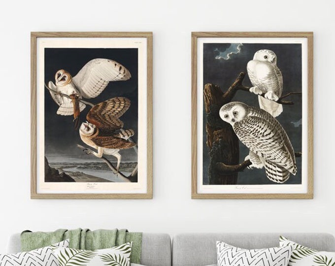 Audubon Prints Set of 2 Audubon Posters Audubon Wall Art Audubon Illustrations Audubon Barn Owls Botanical Sketches Animal Illustrations