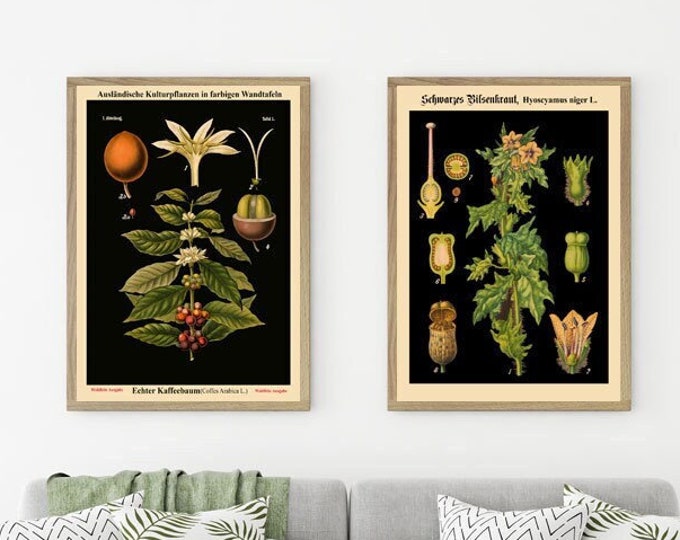 Botanical Print Set of 2 Botanical Poster German Botany Prints Biology Poster Plant Biology Print Educational Chart  WB-BLBOT1-Blot2-2F