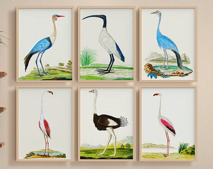 Bird Wall Decor Colorful Bird Illustrations Set of 6 Tall Bird Prints Nature Inspired Decor Vibrant Nature Art