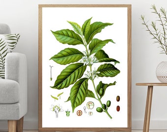 Coffee Plant Botanical Illustration Cafe Decor Coffee Wall Art Coffee Prints Coffee Art Coffee Poster Cafe Poster Coffee Lover Gift WBOT124