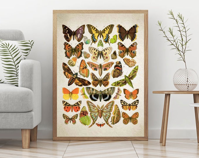 Botanical Butterfly Illustrations Butterfly Prints Butterfly Poster Vintage Butterfly Botanical Drawing Butterfly Art Butterfly Decor WBOT14