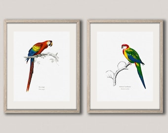 Bird Prints Set of 2 Bird Prints Bird Illustrations Exotic Bird Prints Bird Wall Art Bird Art Bird Decor Tropical Bird Art WBIRD2-WBIRD3